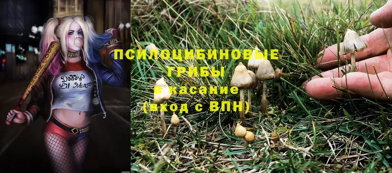 Псилоцибиновые грибы Magic Shrooms  Каспийск 